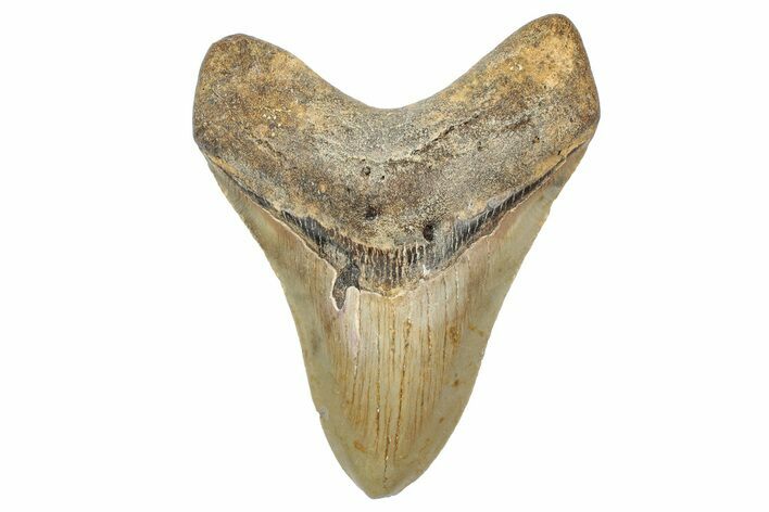 Serrated, Fossil Megalodon Tooth - North Carolina #236865